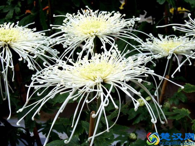 每日一花：“花中隐士”——菊花