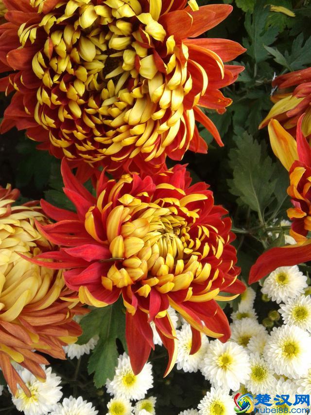 每日一花：“花中隐士”——菊花