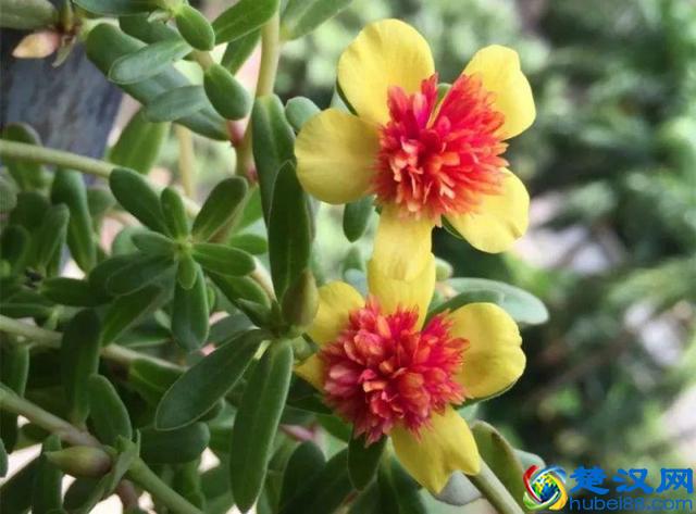 这些花不怕热，越晒开的花越多，养在家里能开一夏天！