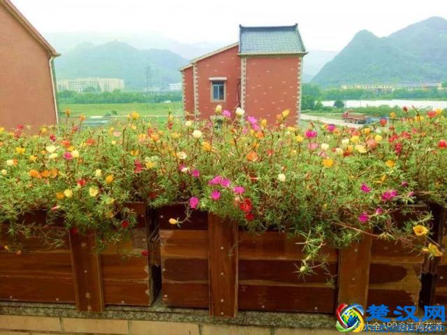 这些花不怕热，越晒开的花越多，养在家里能开一夏天！