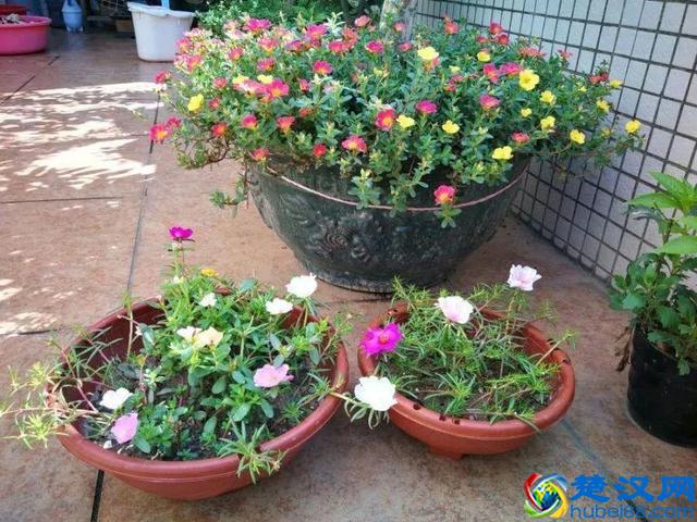 这些花不怕热，越晒开的花越多，养在家里能开一夏天！