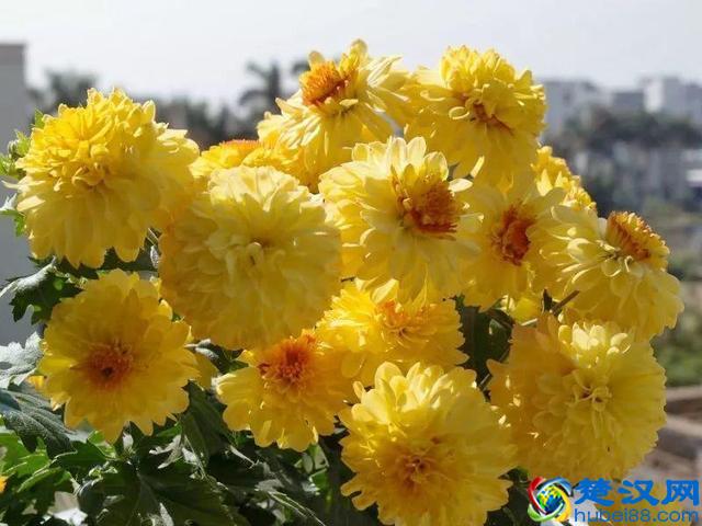 这些花不怕热，越晒开的花越多，养在家里能开一夏天！