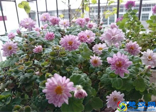 这些花不怕热，越晒开的花越多，养在家里能开一夏天！