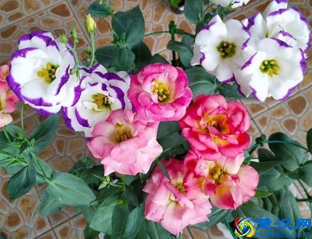 这些花不怕热，越晒开的花越多，养在家里能开一夏天！