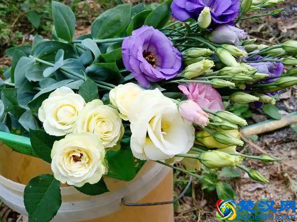 这些花不怕热，越晒开的花越多，养在家里能开一夏天！