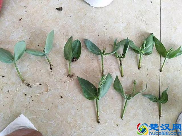 这些花不怕热，越晒开的花越多，养在家里能开一夏天！