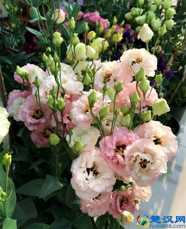 这些花不怕热，越晒开的花越多，养在家里能开一夏天！