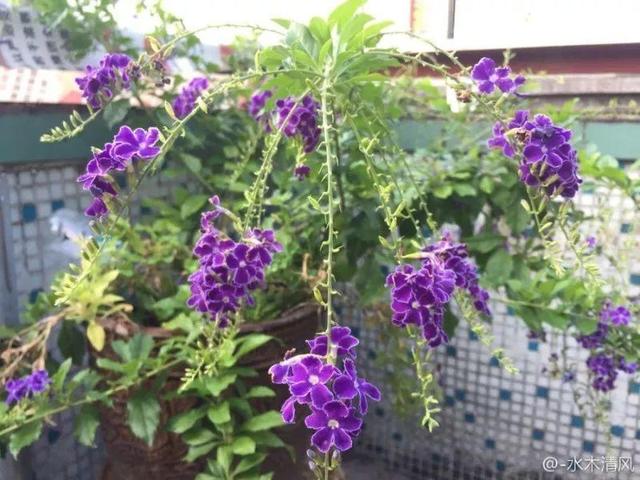 这些花不怕热，越晒开的花越多，养在家里能开一夏天！