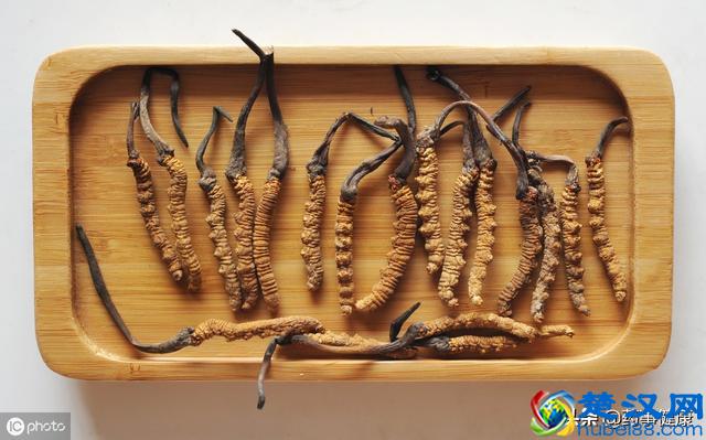 冬虫夏草到底有多神奇？它的功效又是怎样？