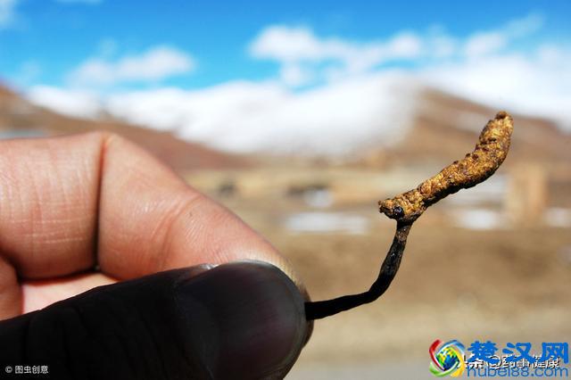 冬虫夏草到底有多神奇？它的功效又是怎样？