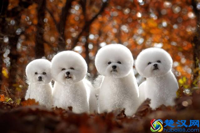 价格“再低”也不能买的五种狗狗，别贪便宜，会后悔的！