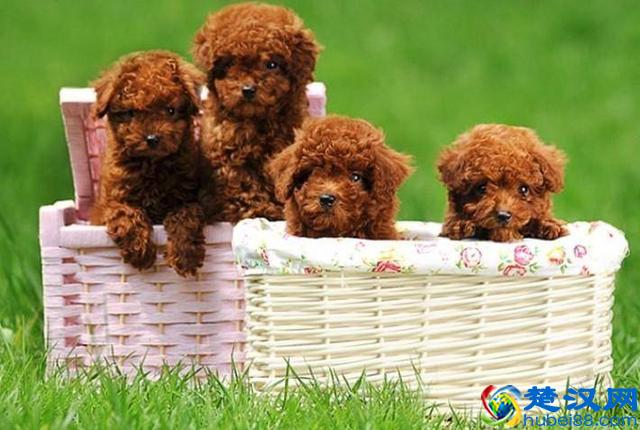 价格“再低”也不能买的五种狗狗，别贪便宜，会后悔的！