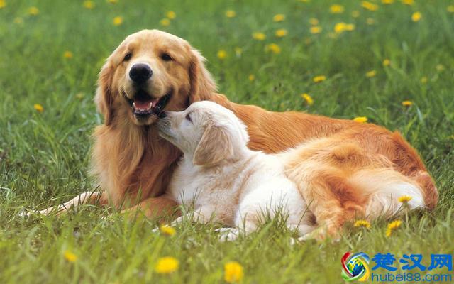 价格“再低”也不能买的五种狗狗，别贪便宜，会后悔的！