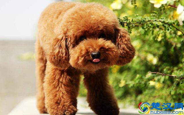 价格“再低”也不能买的五种狗狗，别贪便宜，会后悔的！