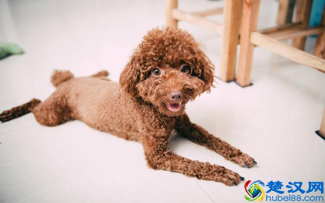 价格“再低”也不能买的五种狗狗，别贪便宜，会后悔的！