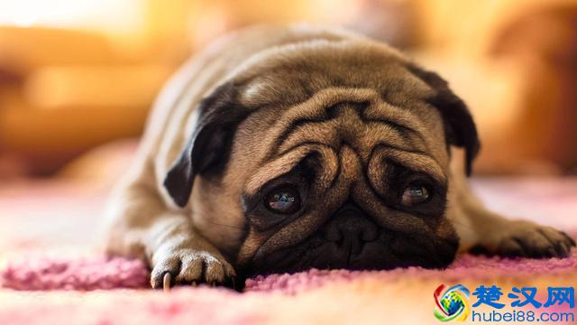 价格“再低”也不能买的五种狗狗，别贪便宜，会后悔的！