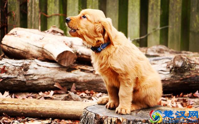 价格“再低”也不能买的五种狗狗，别贪便宜，会后悔的！
