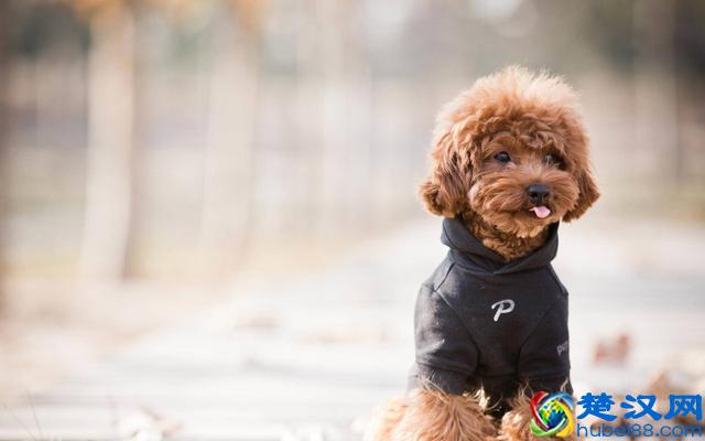 价格“再低”也不能买的五种狗狗，别贪便宜，会后悔的！