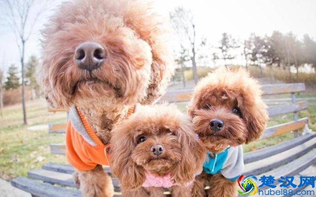 价格“再低”也不能买的五种狗狗，别贪便宜，会后悔的！