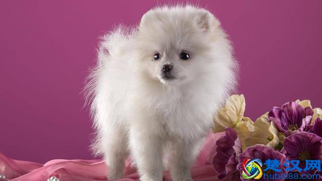 价格“再低”也不能买的五种狗狗，别贪便宜，会后悔的！