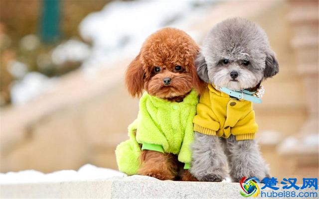 价格“再低”也不能买的五种狗狗，别贪便宜，会后悔的！