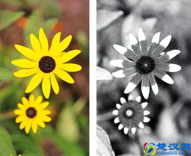 为什么光的三原色是红绿蓝，绘画的三原色又成了红黄蓝？