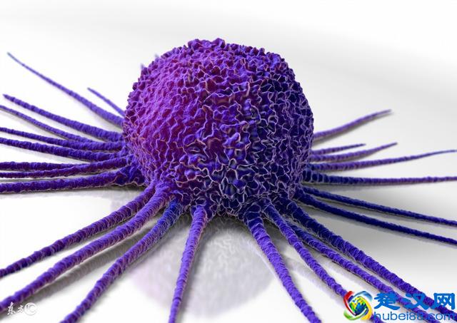 片仔癀不是“救命神丸”！肿瘤专家：这么吃才对