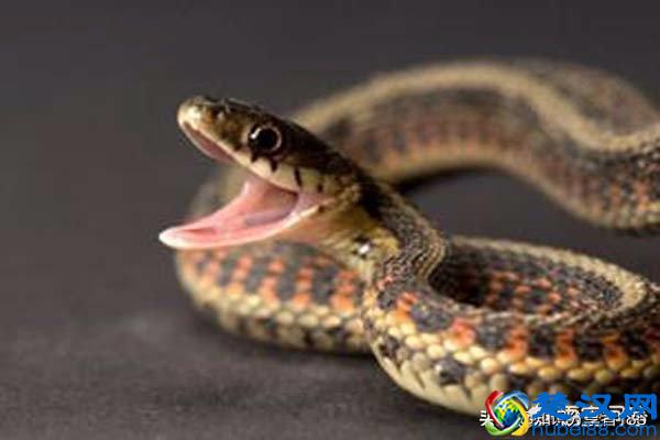 蛇最怕什么声音？