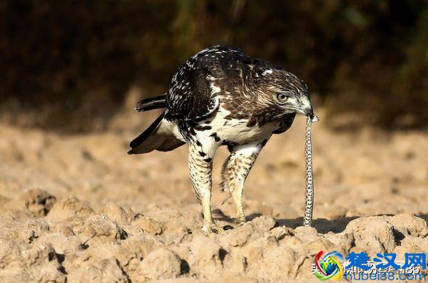 蛇最怕什么声音？