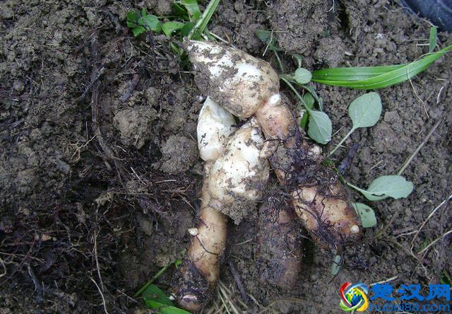 天麻块茎繁殖收益快，亩收益近10万，从种植到收获不到1年时间