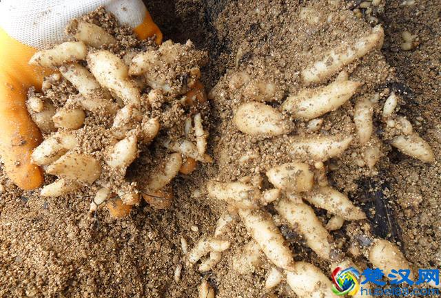 天麻块茎繁殖收益快，亩收益近10万，从种植到收获不到1年时间