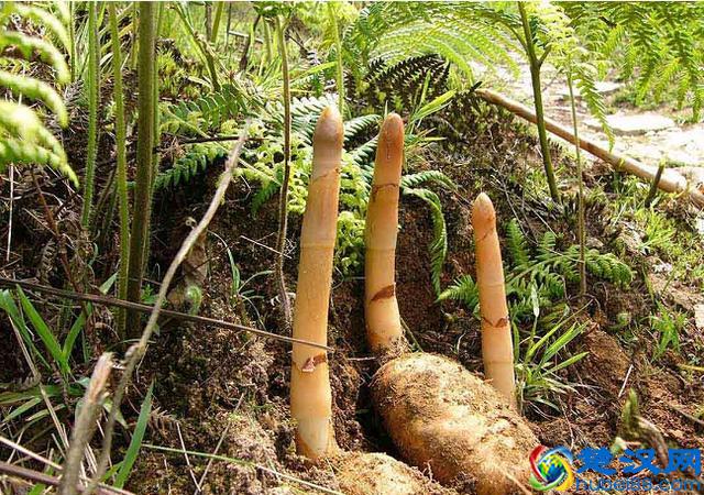 天麻块茎繁殖收益快，亩收益近10万，从种植到收获不到1年时间