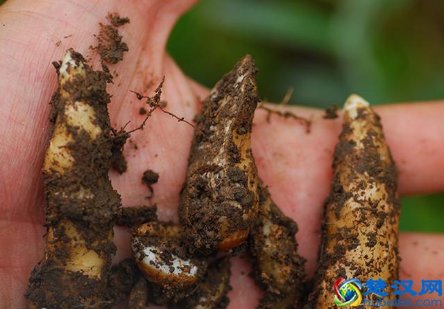 天麻块茎繁殖收益快，亩收益近10万，从种植到收获不到1年时间