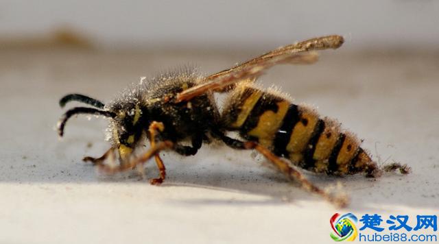 被黄蜂蛰到手发肿了怎么办？记住这5招，消肿止痛快速有效