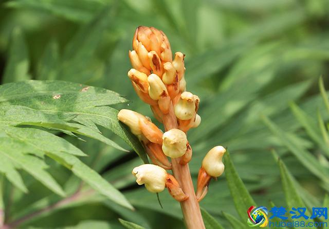 天麻块茎繁殖收益快，亩收益近10万，从种植到收获不到1年时间