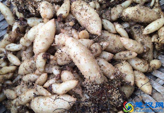 天麻块茎繁殖收益快，亩收益近10万，从种植到收获不到1年时间