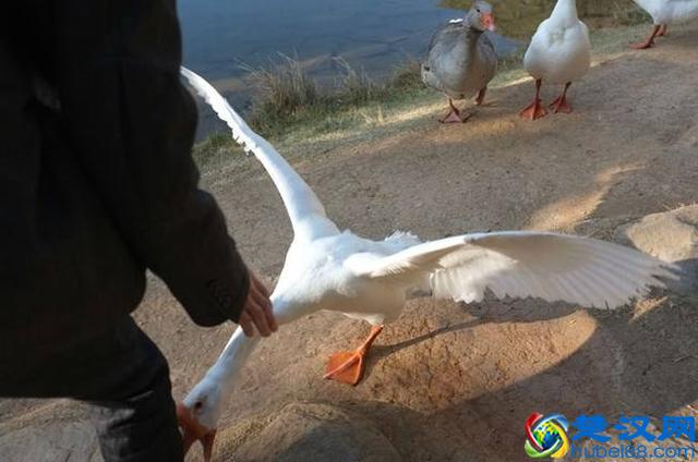 成语“亦步亦趋”中，“趋”是什么意思，跟前面的“步”有啥区别