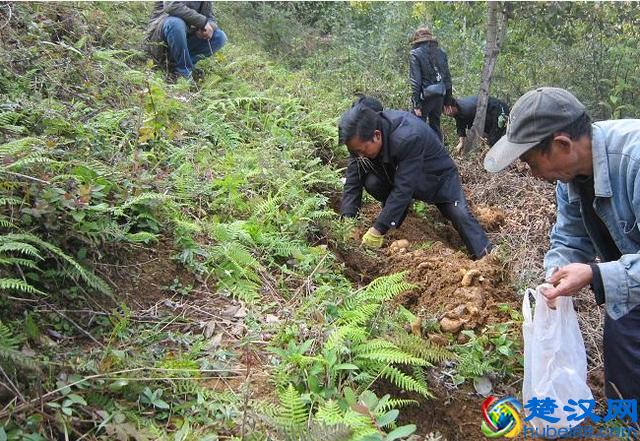 天麻块茎繁殖收益快，亩收益近10万，从种植到收获不到1年时间