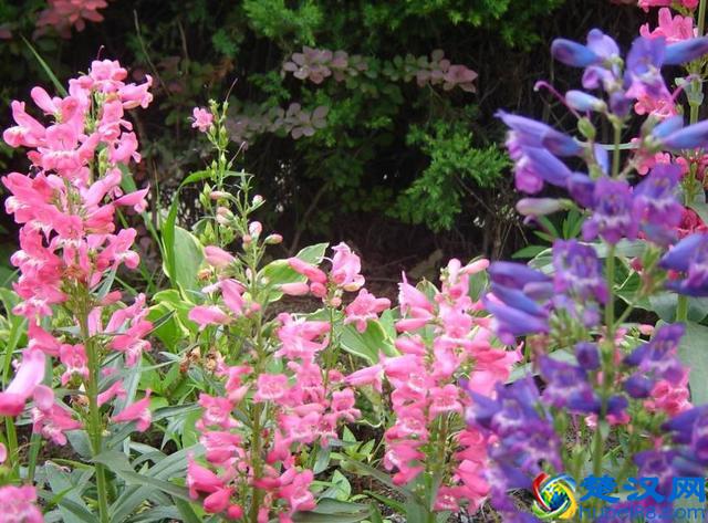 金鱼草的养护方法和管理