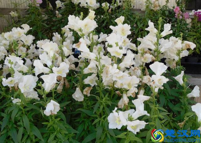 金鱼草的养护方法和管理