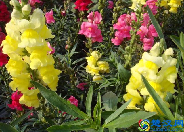 金鱼草的养护方法和管理