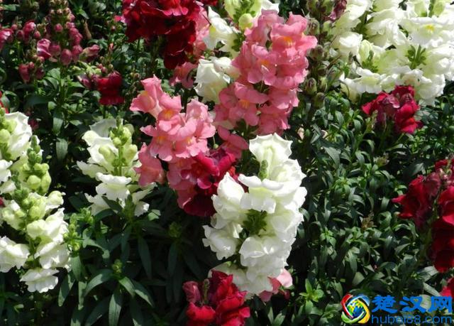 金鱼草的养护方法和管理