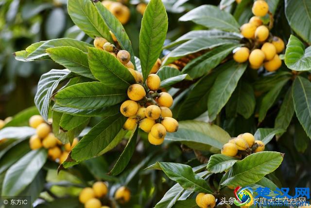 枇杷取叶泡水喝，4大功效享用不尽，很多人却当垃圾扔了！