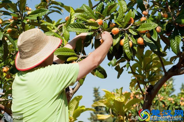 枇杷取叶泡水喝，4大功效享用不尽，很多人却当垃圾扔了！