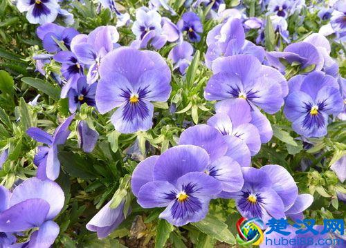 三色堇的花语是什么？三色堇花语大全及故事