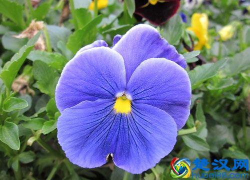 三色堇的花语是什么？三色堇花语大全及故事