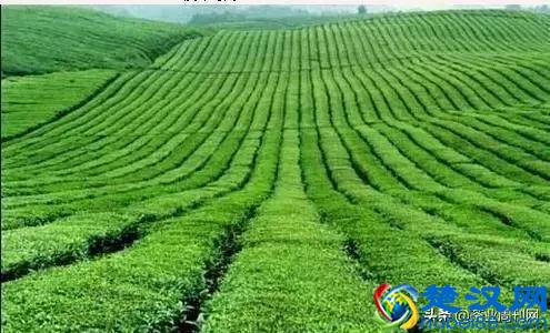 茶文|金凤柳叶眉红茶（优秀散文推荐）