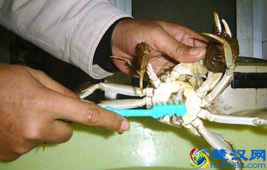 如何清洗螃蟹内脏 清洗螃蟹的三大步骤