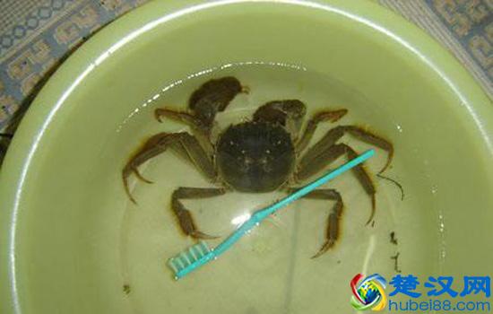 如何清洗螃蟹内脏 清洗螃蟹的三大步骤