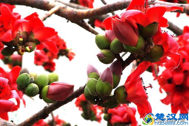 木棉花的花语是什么，木棉花主要分布在哪？
